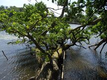 Tree lying in the water. Photo.