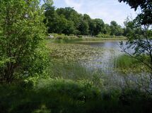 Trees and a part of a lake. Photo.