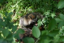 Animal in the bushes. Photo. 