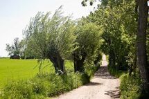 Trees and a road. Photo.