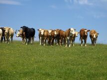 Cows on a field. Photo. 