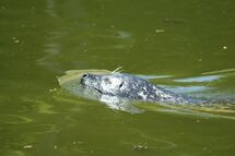 Seal swimming in the water. Photo.
